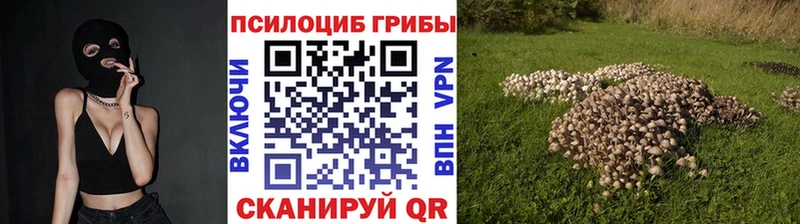 Купить где  Ершов  Псилоцибиновые грибы Magic Shrooms 